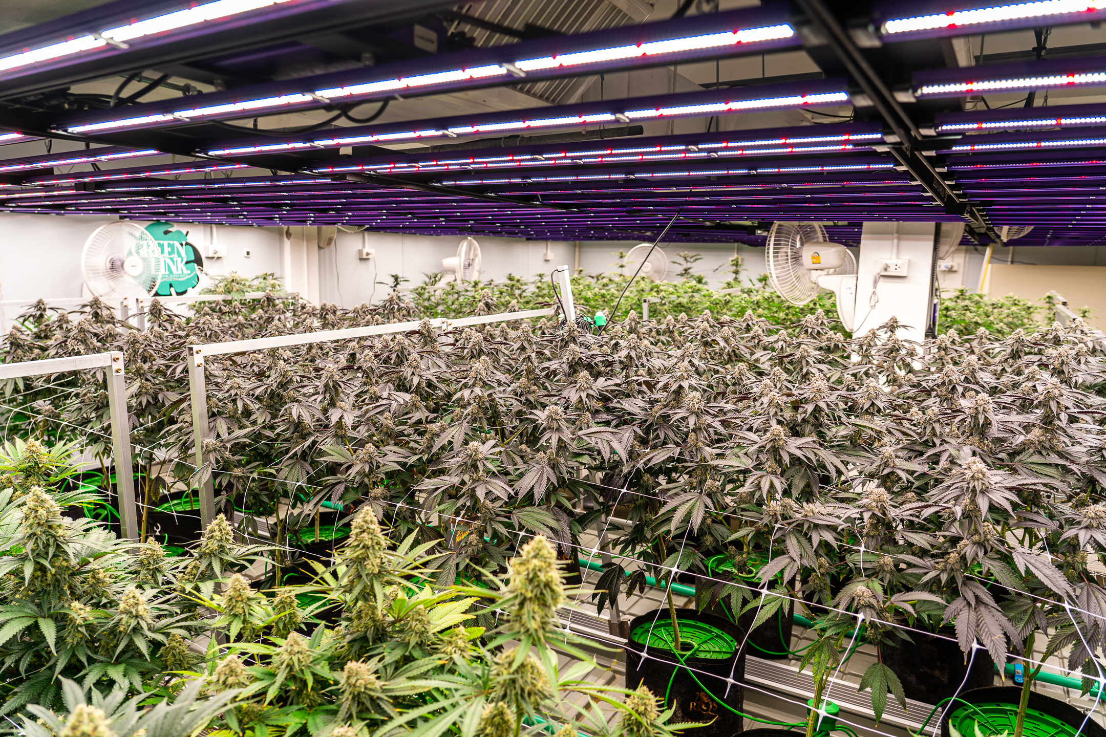 Two floors of cultivation techniques inside the HighCraft Bangkok grow room tour